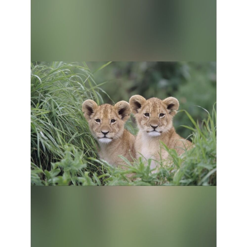Large Custom Fridge Magnet Lion Cubs Home Kitchen Decor